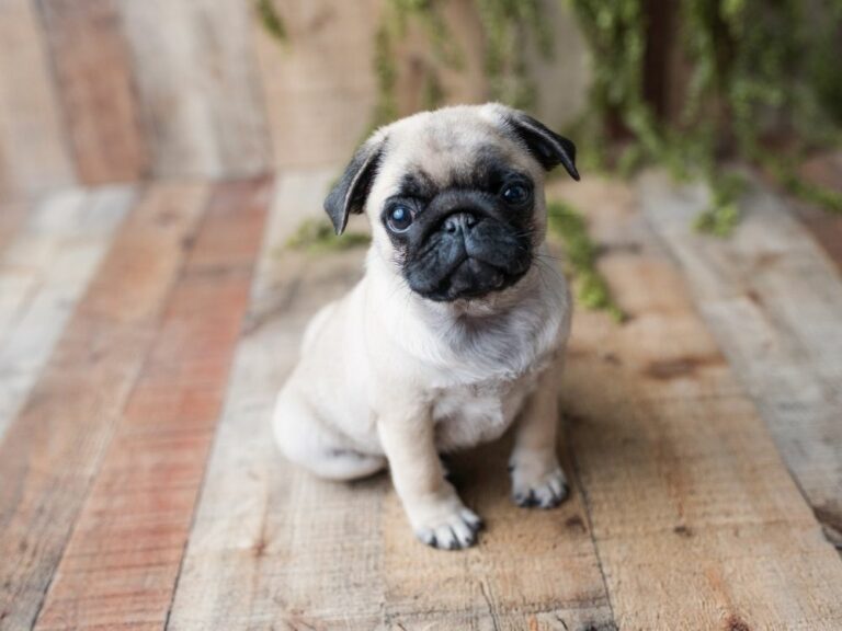 Teacup Pug A Complete Guide To This Miniature Pug Breed The Goody Pet
