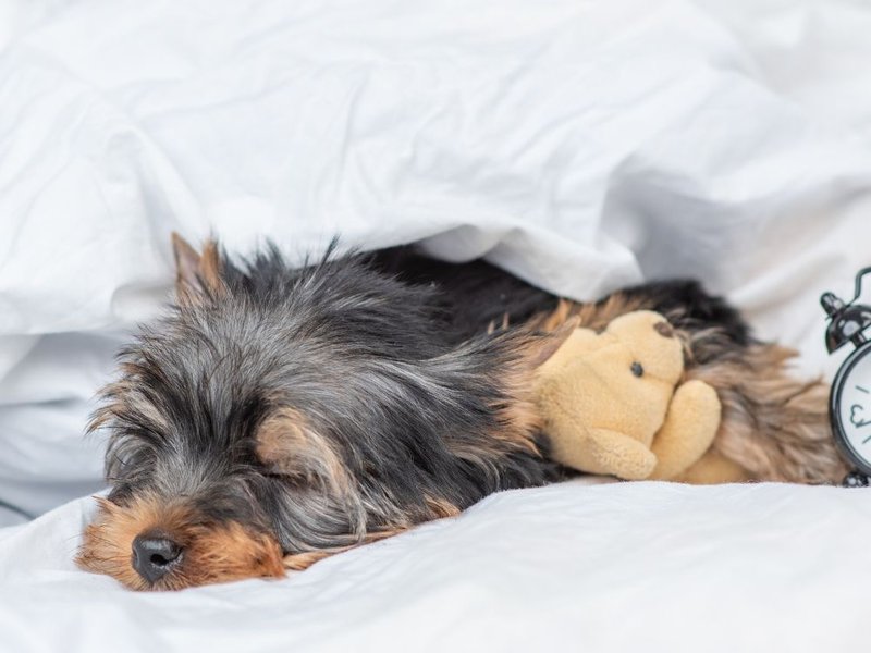 What Are a Yorkie's Sleeping Habits? - The Goody Pet