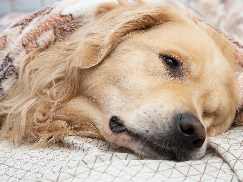 18 Proven Remedies For Your Dog's Upset Stomach The Goody Pet