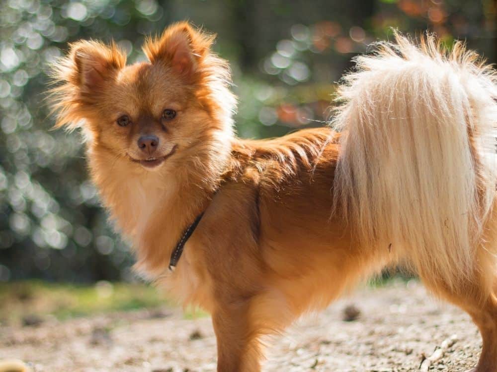 what are pomeranians mixed with