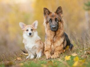 What Is A Corgi German Shepherd Mix? Information You Should Not Miss ...