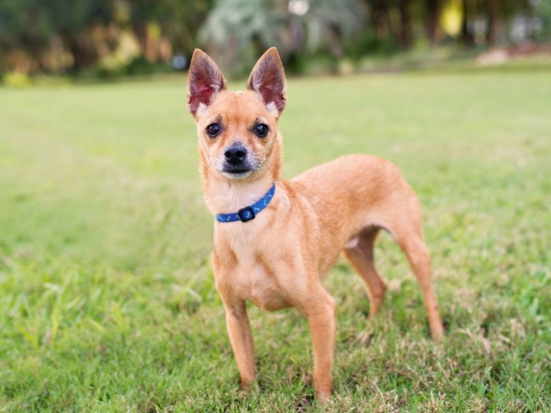 What Is A Deer Head Chihuahua? Surprising Facts Of A Deer Head Chihuahua - The Goody Pet