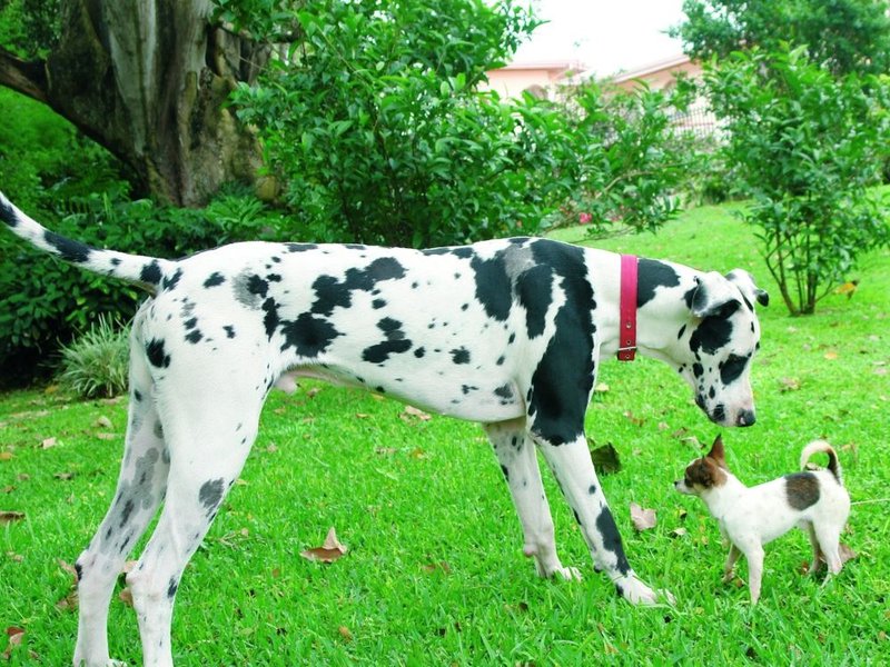 What Is A Great Dane Chihuahua Mix? Here’s Everything You Need To Know