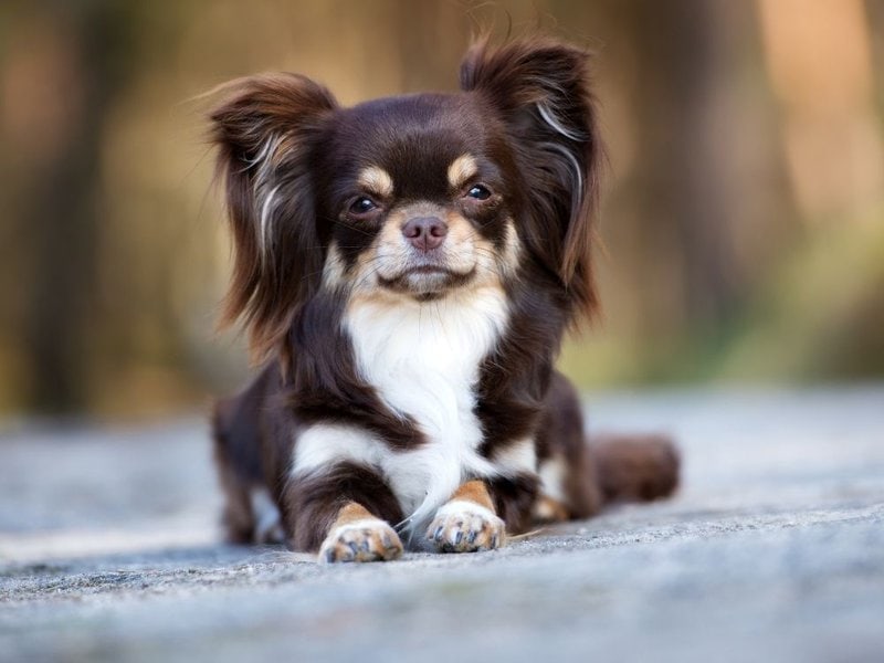 What Is A Long Haired Chihuahua Mix? Does It Have A Hairy Problem? - The  Goody Pet