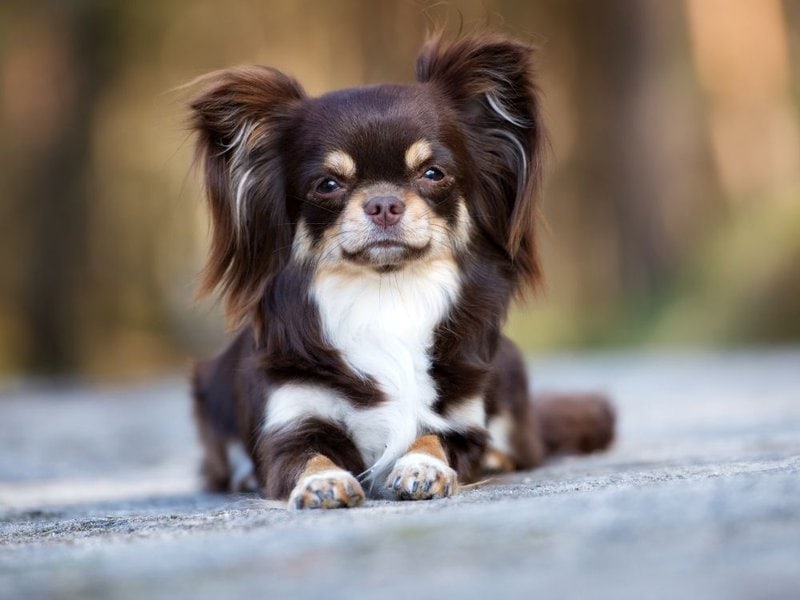 Long-haired blue chihuahua breeders - wide 3