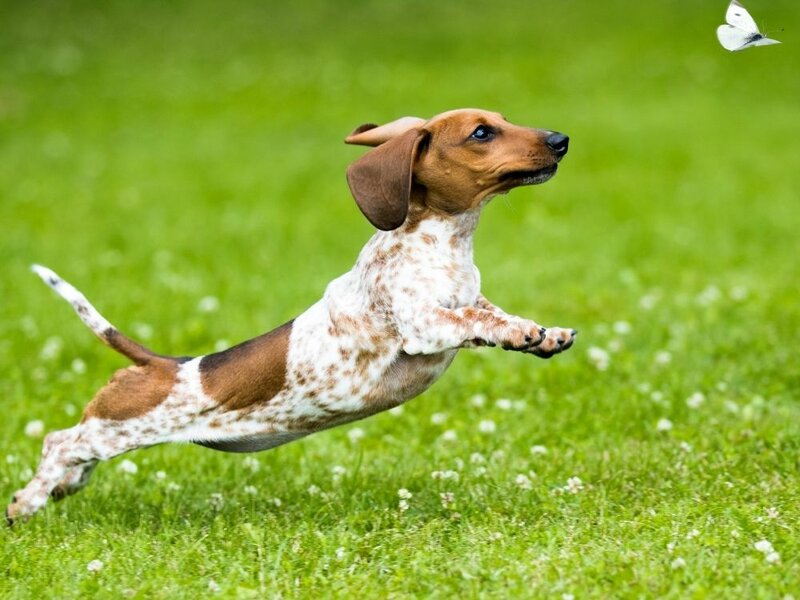 What Is A Piebald Dachshund? Information On The Piebald Dachshund The