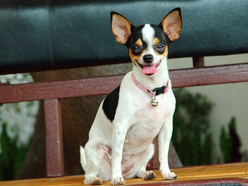 Are Rat Terriers Aggressive Dogs