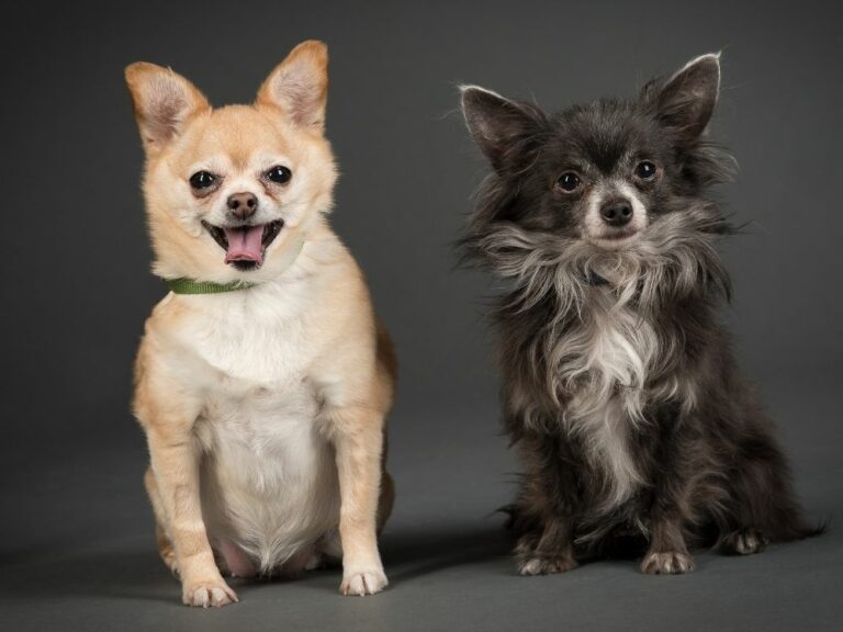 What Is The Chihuahua Lifespan? How Long Can They Live? The Goody Pet