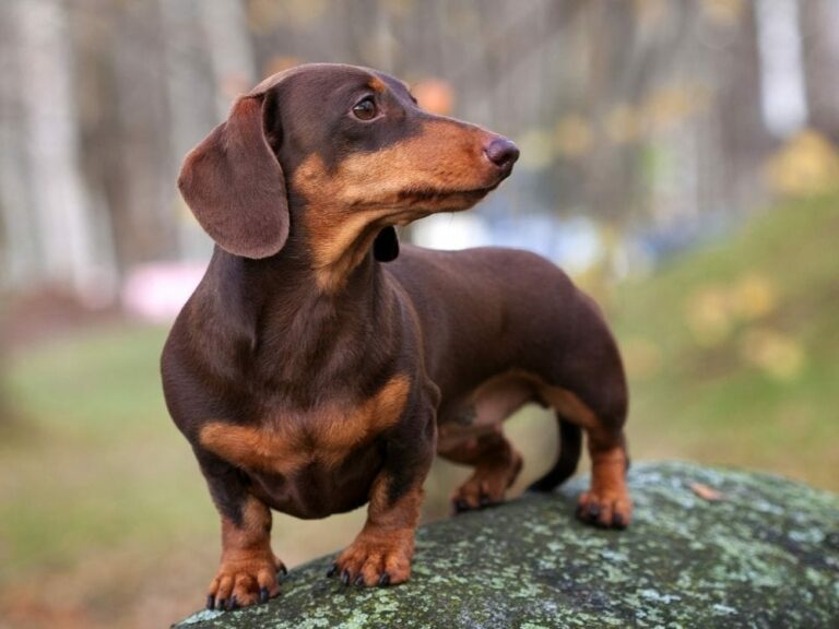 What Is The Temperament Of A Dachshund? Are Dachshunds Meant For You ...