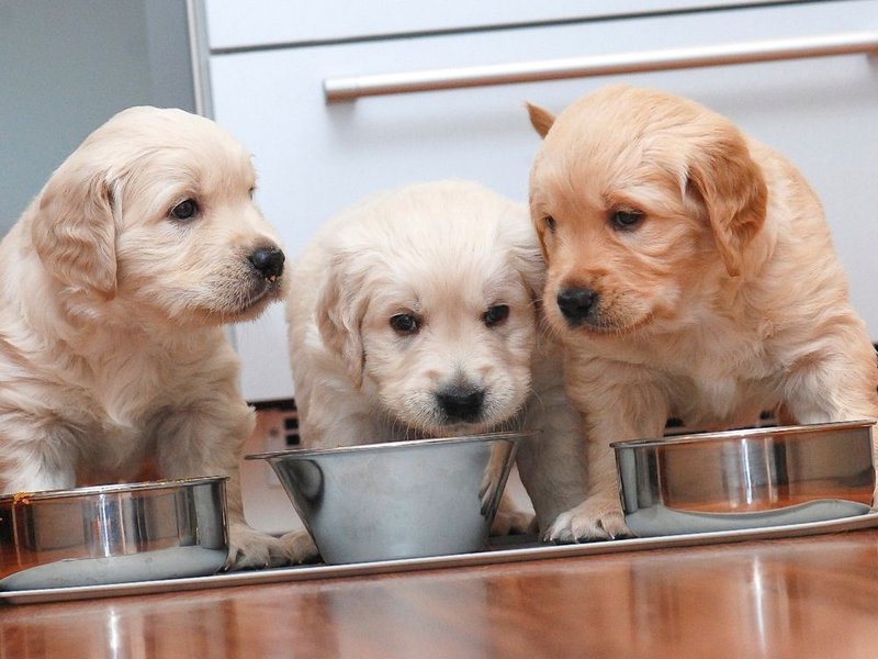 A Puppy Feeding Schedule 2023 Guide The Goody Pet