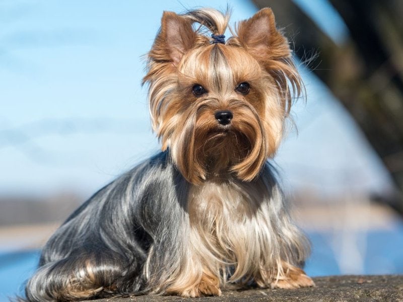 Why Do Yorkies Stink? & How To Prevent It! The Goody Pet
