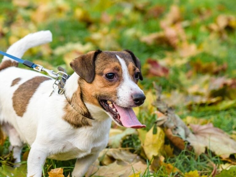 Why Does My Dog Barks And Lunges At Other Dogs? The Goody Pet