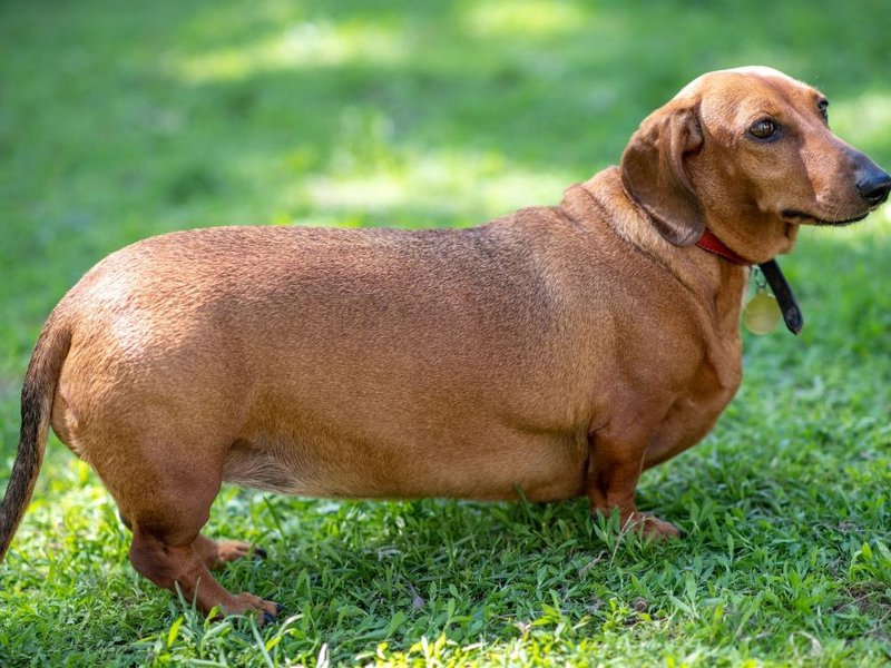 Why Is Your Daschund Getting Fat And How To Lose Weight? The Goody Pet