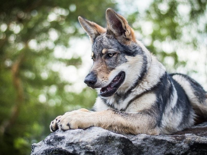 27 Wolf Dog Breeds Pros, Cons & More The Goody Pet