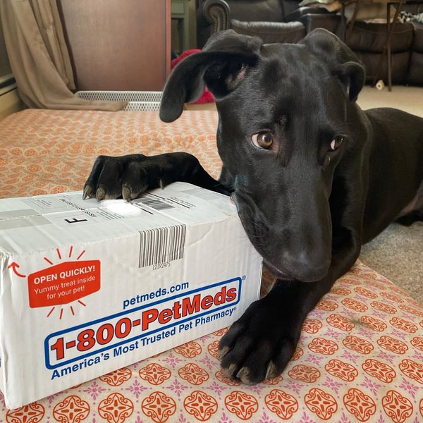 1800PetMeds Review Is It Worth It? (September 2024 Reviews) The