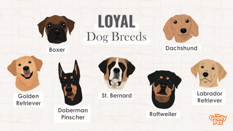 what are the most loyal small dogs