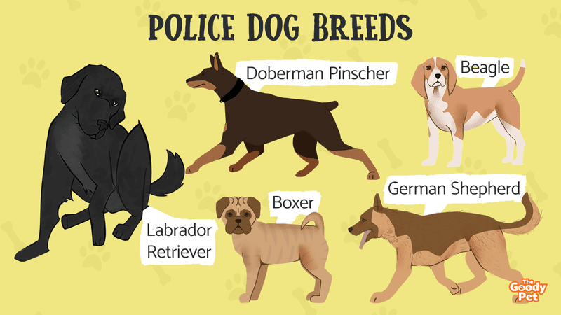 what are the german commands for police dogs