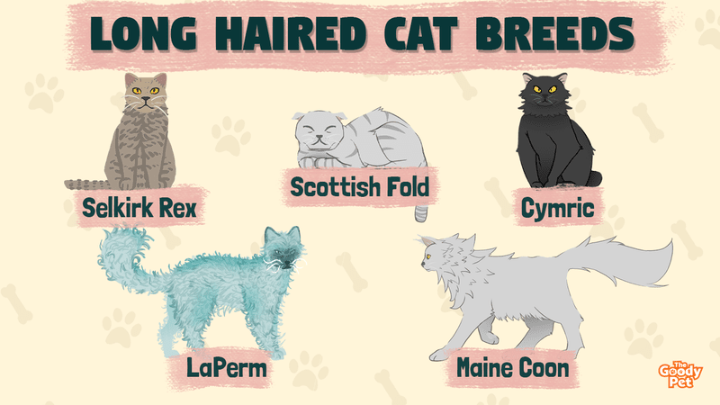 Cat breeds: information, characteristics and behavior - Dogalize