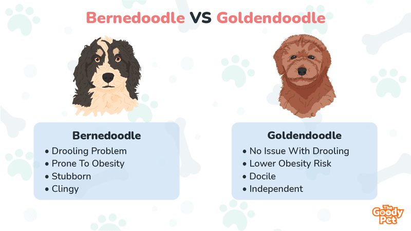Bernedoodle and goldendoodle sale
