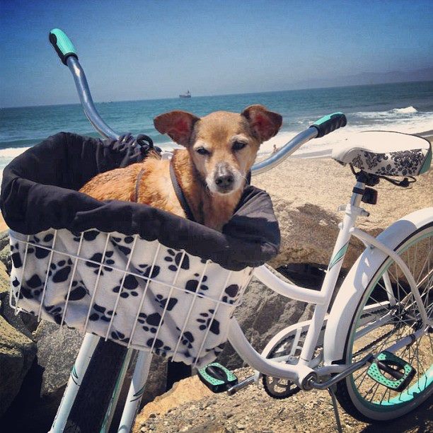 9 Best Dog Bike Baskets (August 2022: Reviews) - The Goody Pet