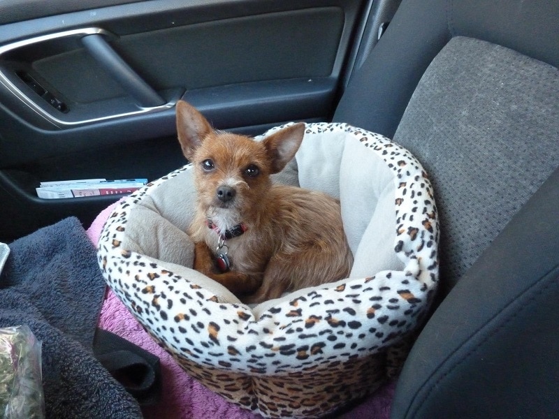 7 Best Dog Car Seats (May 2022: Reviews) - The Goody Pet