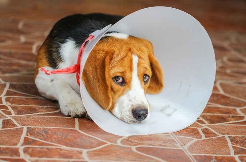 can a dog drink water with a cone on