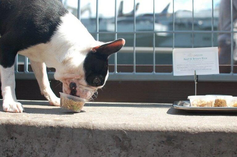 Best dog food for boston terriers