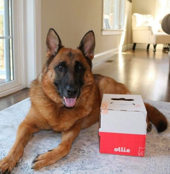 7 Best Dog Food For German Shepherds (February 2024 Reviews) The