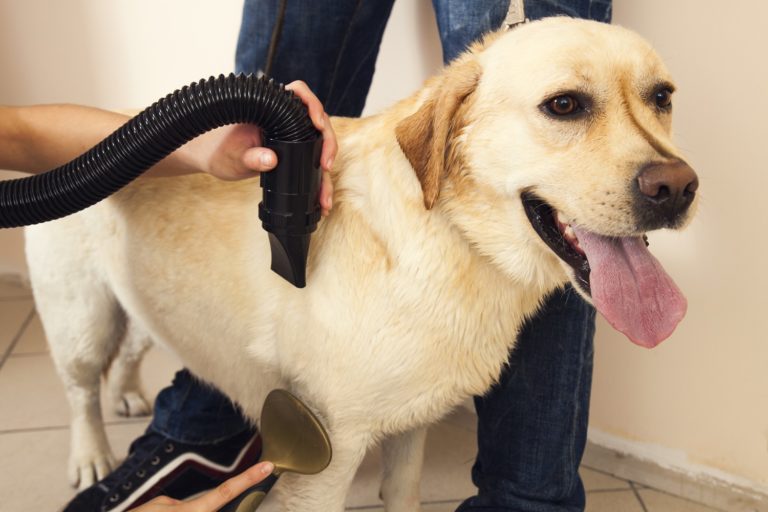 8 Best Dog Hair Dryers (December 2022: Reviews) - The Goody Pet