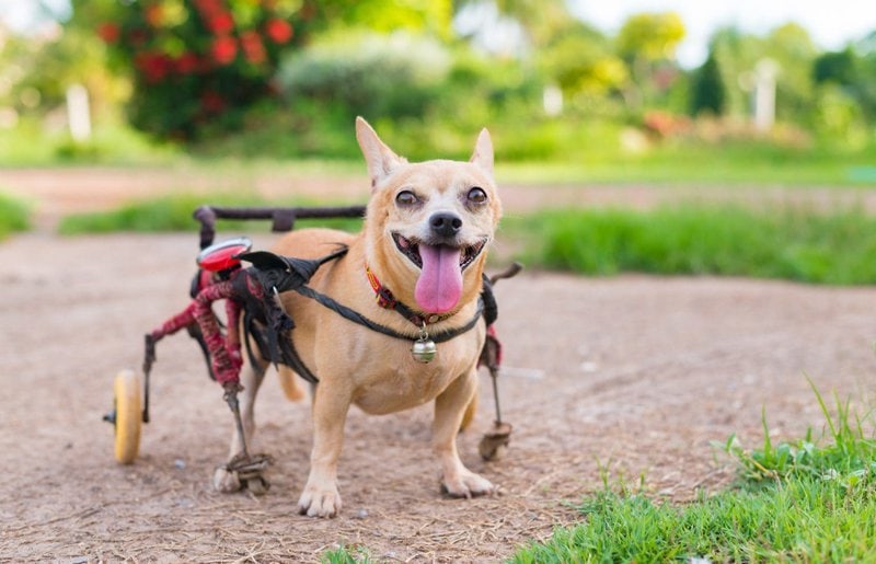 Hip Height: 12-14, Weight: 5-20lbs Adjustable Dog Pet Wheelchair for Hind Legs Rehabilitation M- 2 Wheels Dog Cart Wheels 
