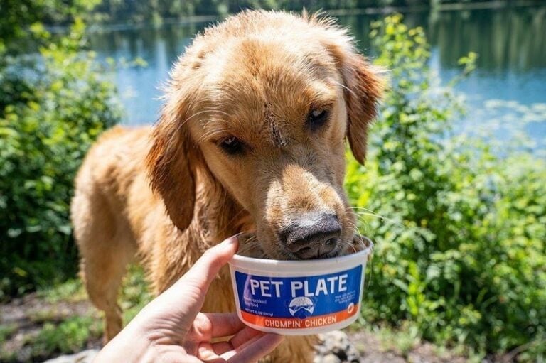 7 Best HumanGrade Dog Foods (February 2024 Reviews) The Goody Pet