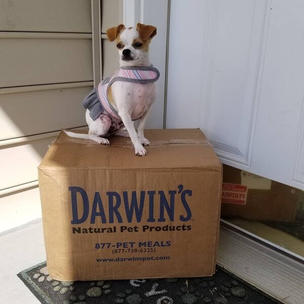 9 Best Small Breed Dog Foods (September 2024 Reviews) The Goody Pet