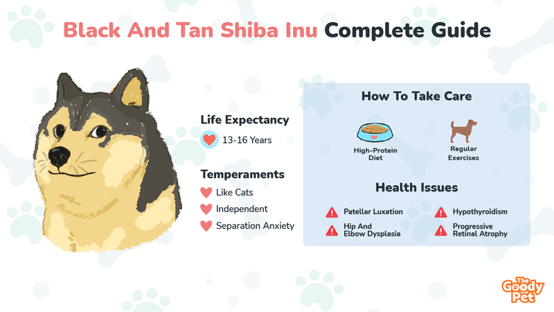 Black And Tan Shiba Inu - Your Complete Breed Guide - The Goody Pet