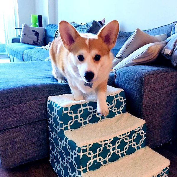 Is Your Dog Limping? Possible Causes & Treatments The Goody Pet