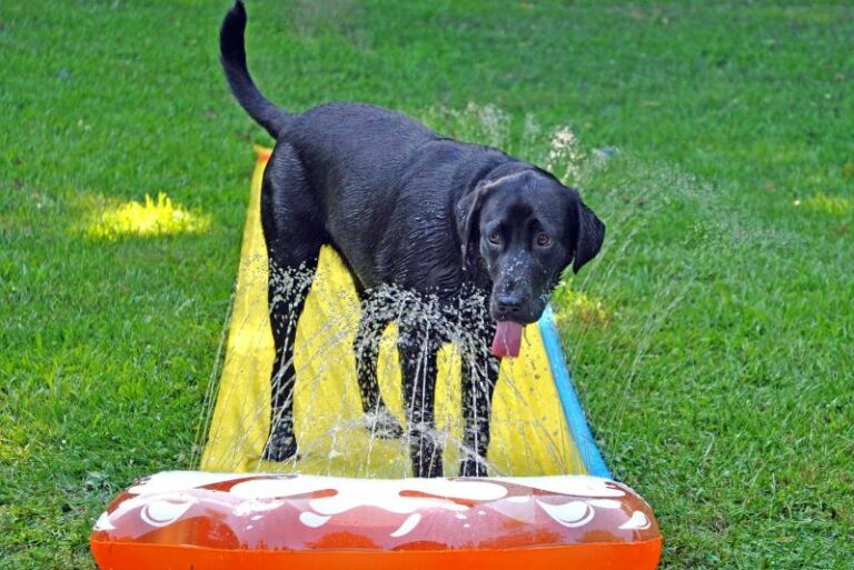 Can Dogs Drink Coconut Water? Here’s Why They Should The Goody Pet