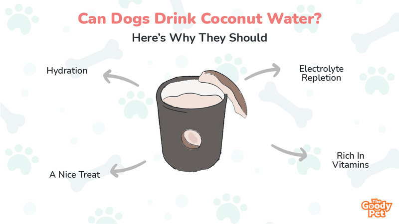 Can Dogs Drink Coconut Water? Here's Why They Should