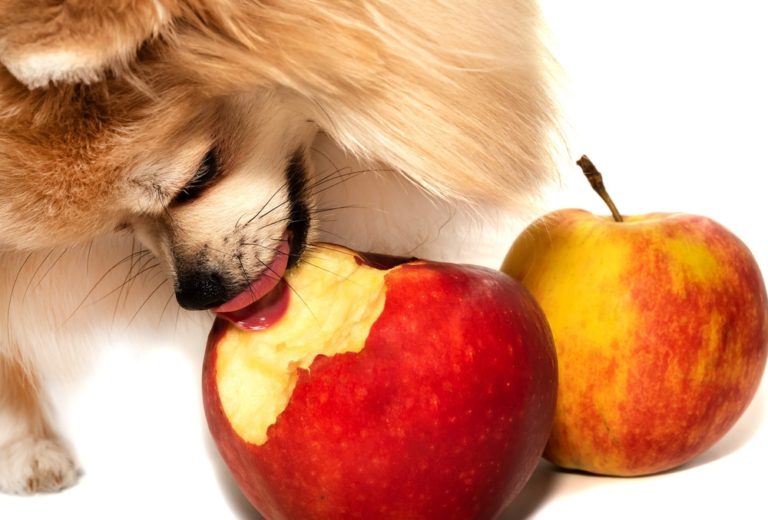 can dog eat apple skins