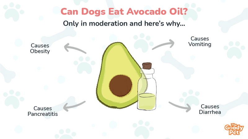 can a dog eat an avocado