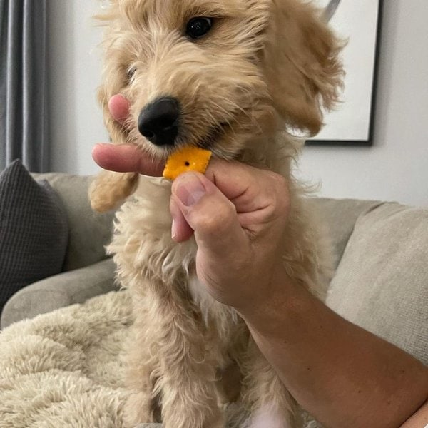 Can Dogs Eat CheezIts? Only In Moderation The Goody Pet