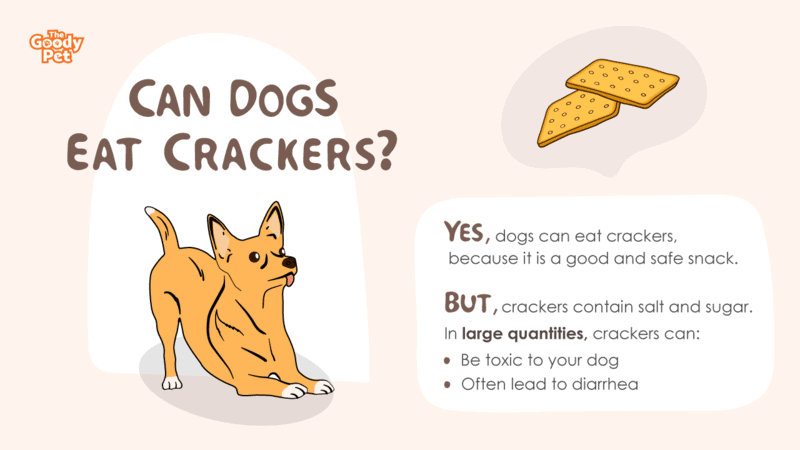 Can Dogs Eat Crackers? Yes, But... - The Goody Pet
