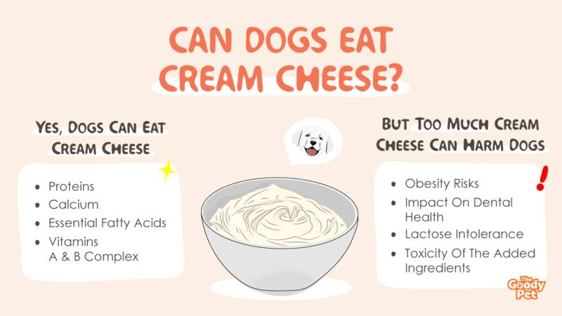 Can Dogs Eat Cream Cheese? Yes, But... - The Goody Pet