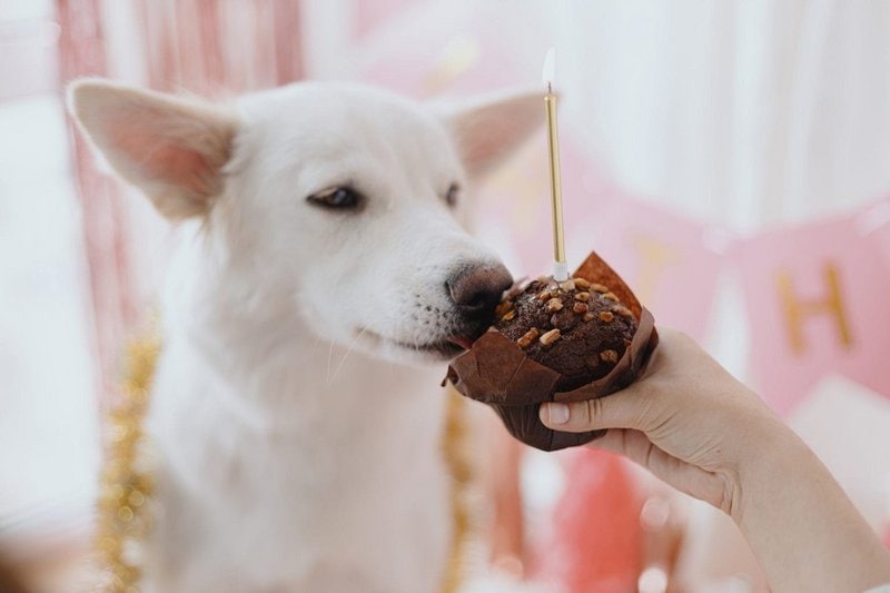 Can Dogs Eat Cupcakes Not Knowing The Answer Can Be Fatal The Goody Pet Can Dogs Eat Cupcakes Not Knowing The Answer Can Be Fatal The Goody Pet