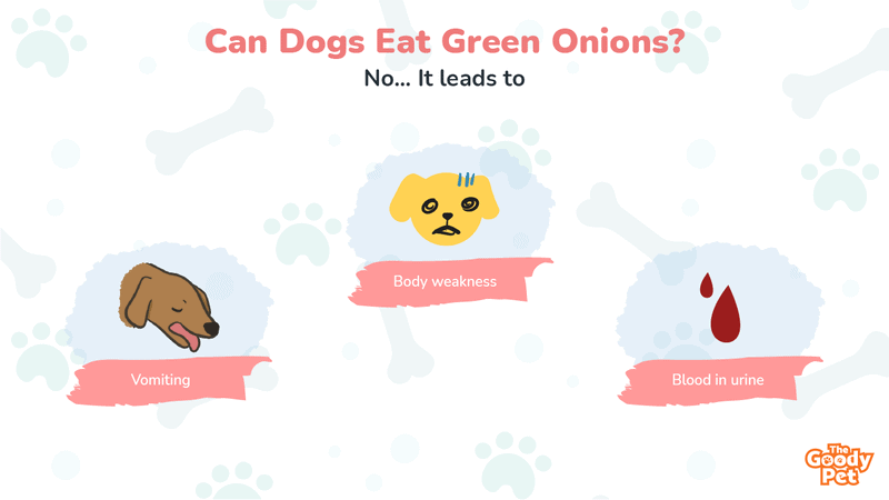 can dogs eat onions symptoms