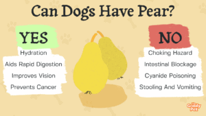 Can Dogs Eat Pears What About Asian Pears The Goody Pet