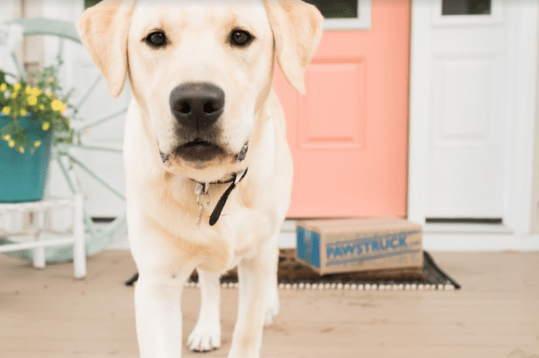 Mini Labrador Your Complete Breed Guide To The Miniature Labrador