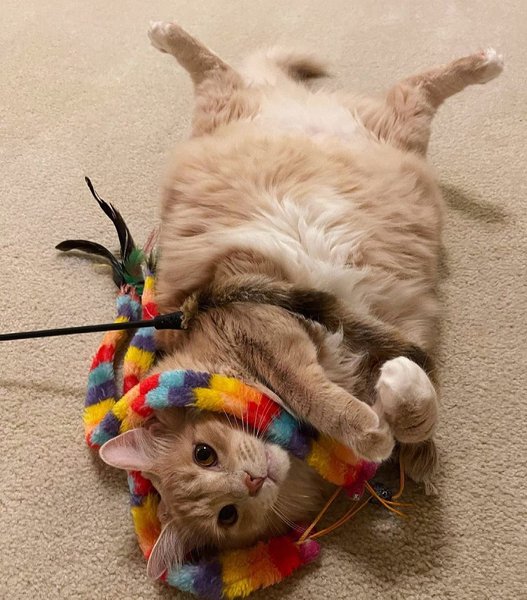 Munchkin Cat 101 Ultimate Guide + FAQs The Goody Pet