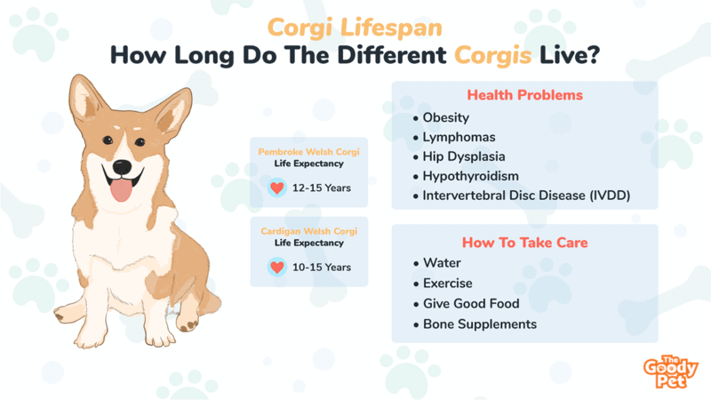 what is the average length of a corgi