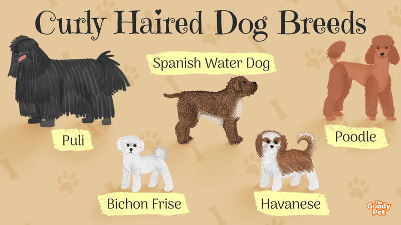 21 Curly Haired Dog Breeds That Look Like They Just Stepped Out Of The  Salon - The Goody Pet