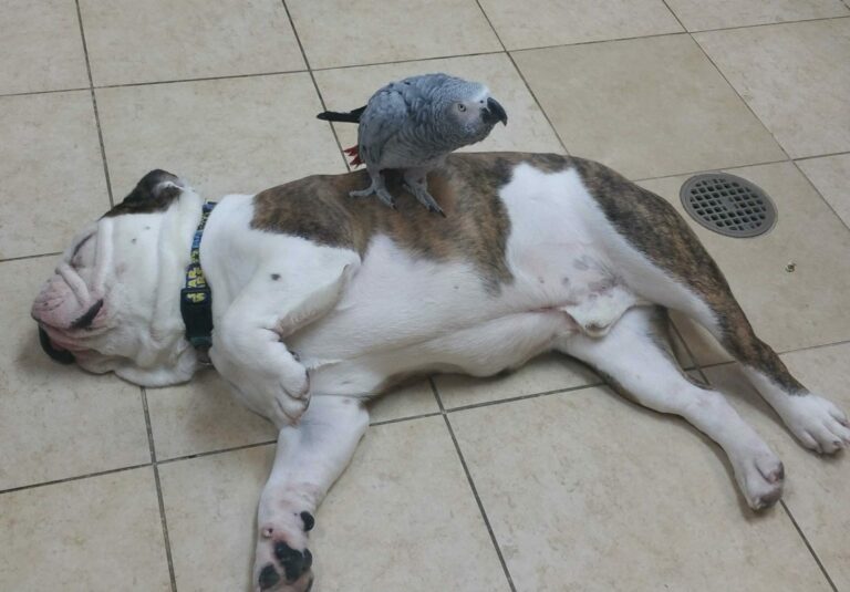 Why Don't Dogs Have Belly Buttons? Spoiler! Their Navels Aren't