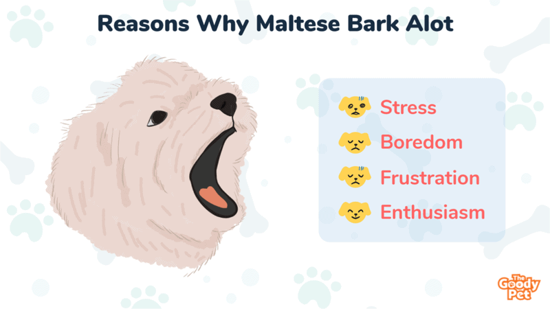 How to stop maltese shop from barking